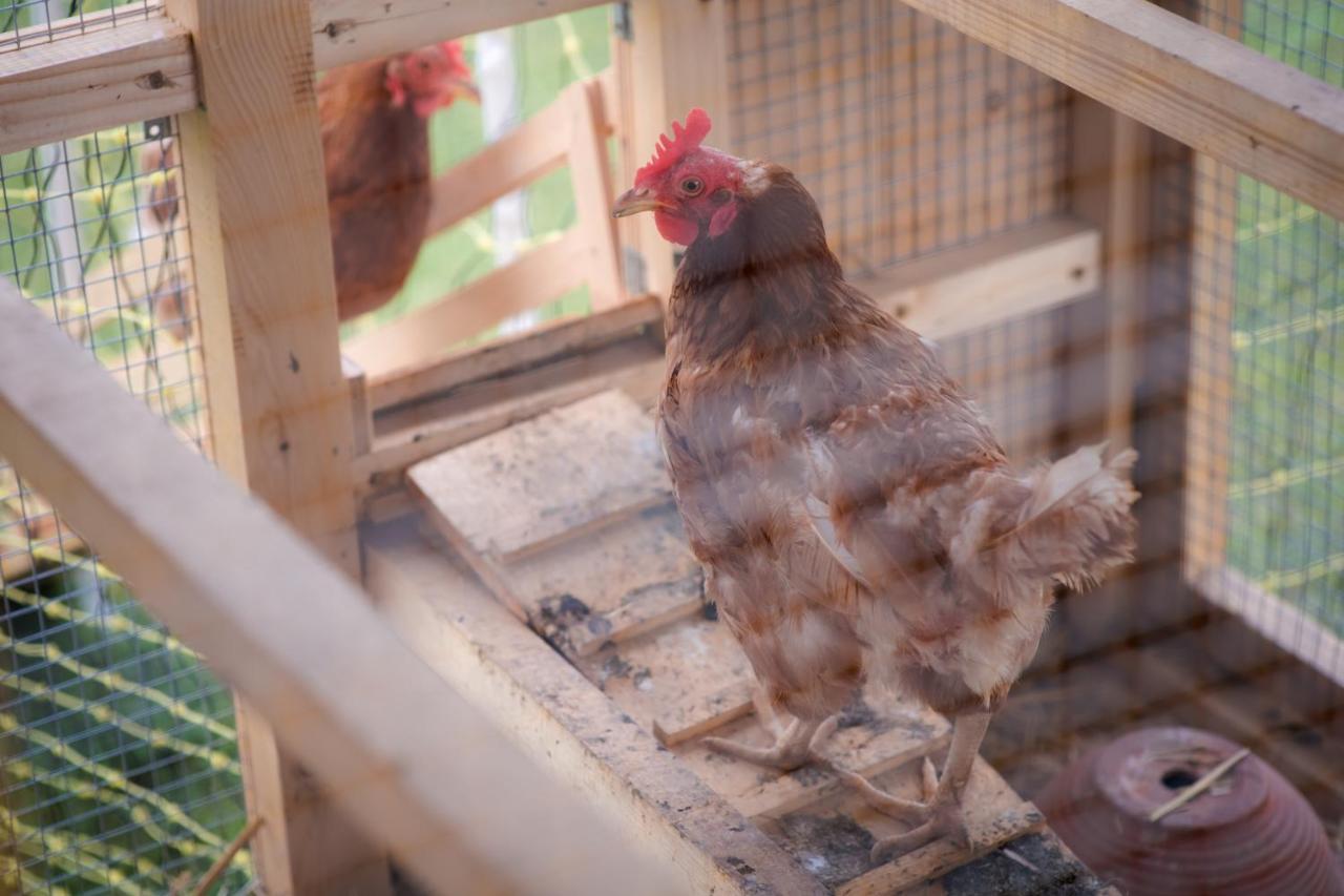 Bed and Breakfast Tourist Farm Firbas Cerkvenjak Exteriér fotografie