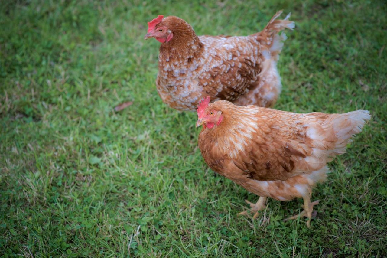 Bed and Breakfast Tourist Farm Firbas Cerkvenjak Exteriér fotografie